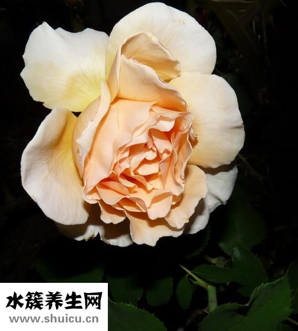 玫瑰百合怎么養(yǎng)