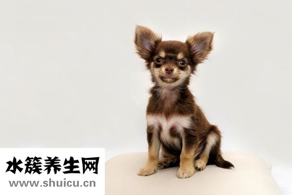 吉娃娃怎么驅蟲