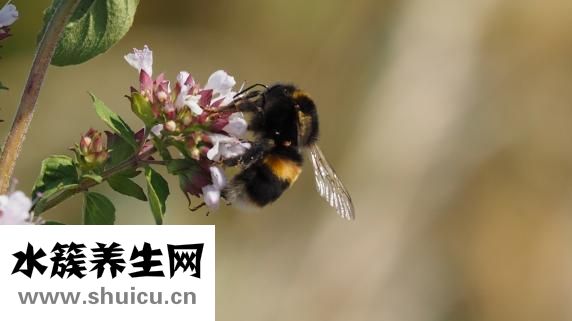 怎么引蜜蜂出洞