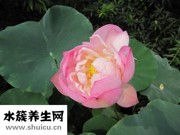 吃荷葉灰便秘怎么辦