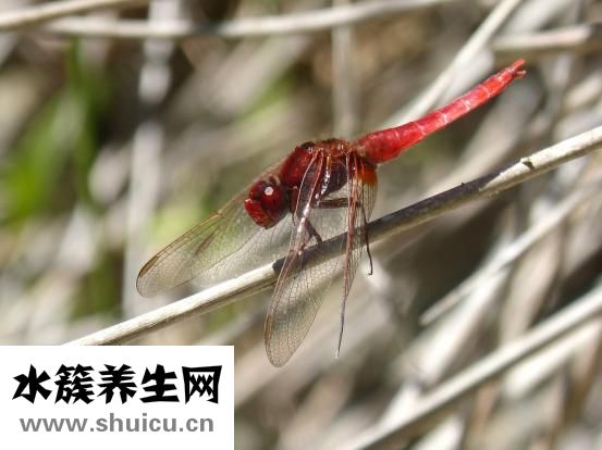 紅霉素吃多了怎么辦