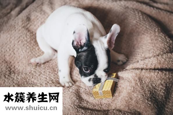 吉娃娃怎么驅蟲