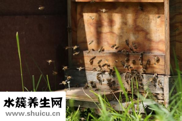 怎么引蜜蜂出洞