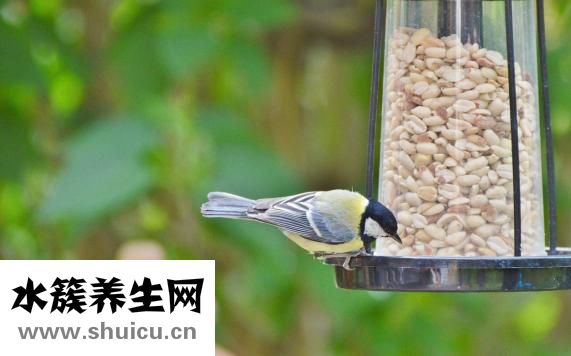 豆漿機怎么榨花生