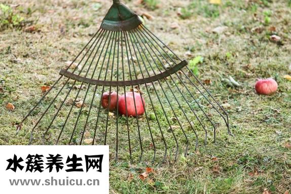 鱸魚拼音怎么寫