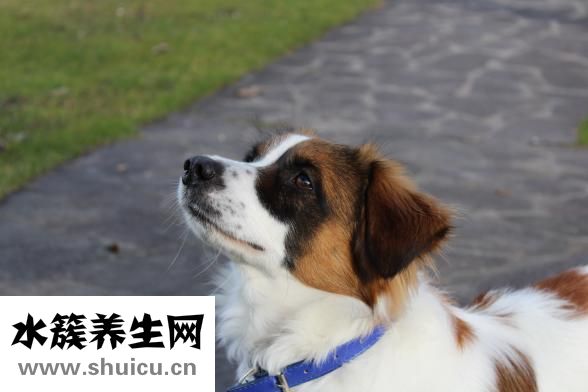 吃了活螞蟻怎么辦