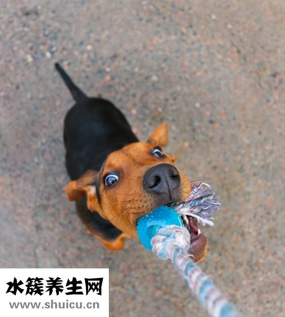 布丁倉鼠跑了怎么辦