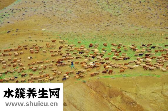 羊肉高湯怎么做