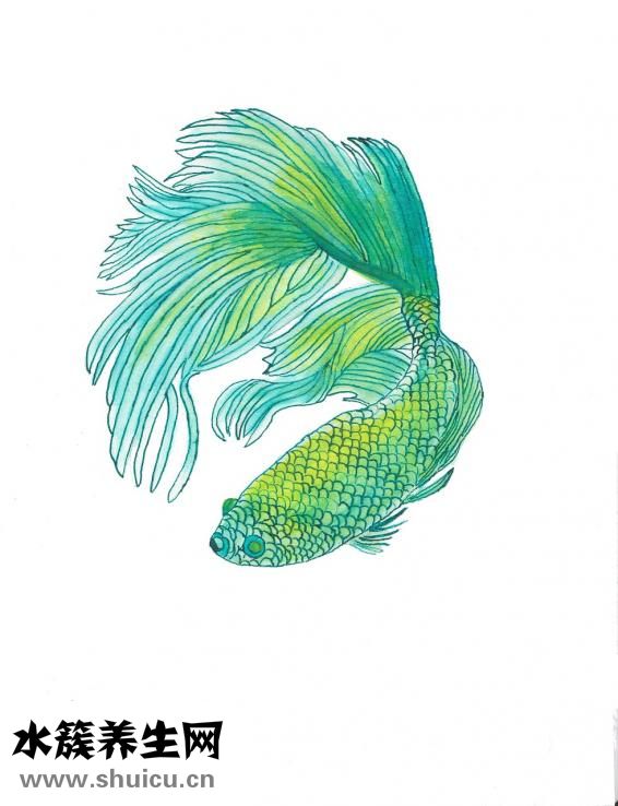 斗魚帶卵了怎么養