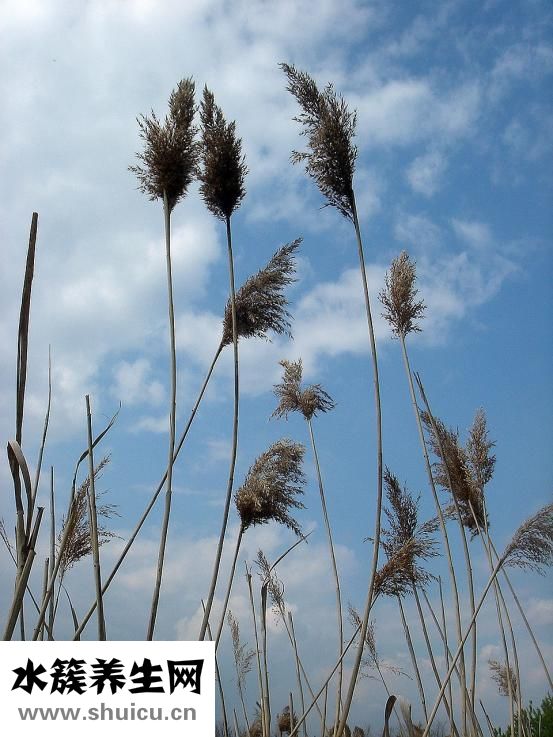 胸大肌疼怎么辦