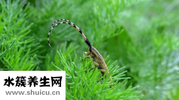 家里怎么會(huì)有蜱蟲(chóng)