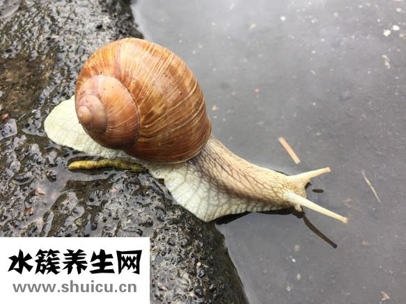 鯨魚(yú)怎么養(yǎng)