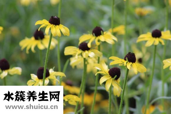 葵瓜子怎么來的