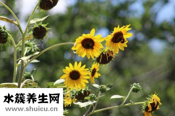 葵瓜子怎么來的