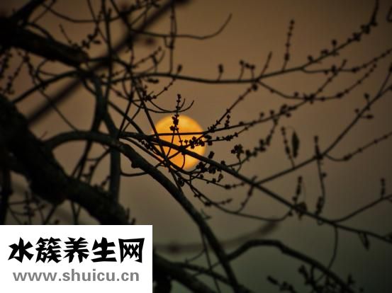 斗魚帶卵了怎么養