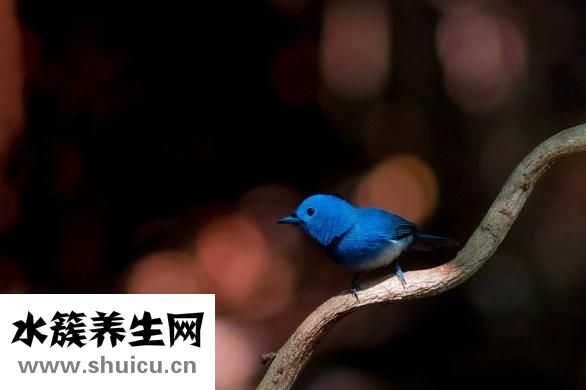 家里怎么會(huì)有蜱蟲(chóng)