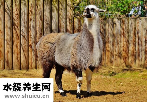 淘寶怎么發布團購