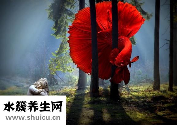 斗魚帶卵了怎么養