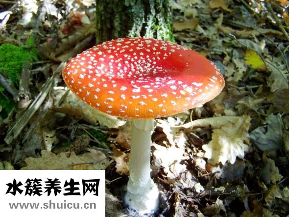 干木耳發(fā)霉了怎么辦