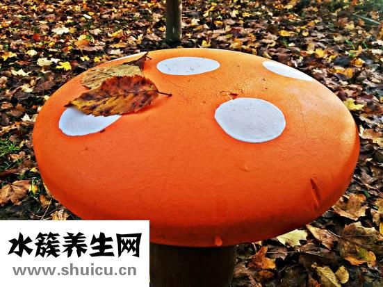 干木耳發(fā)霉了怎么辦