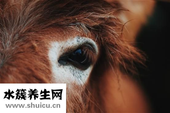 蟲子進(jìn)眼睛怎么辦