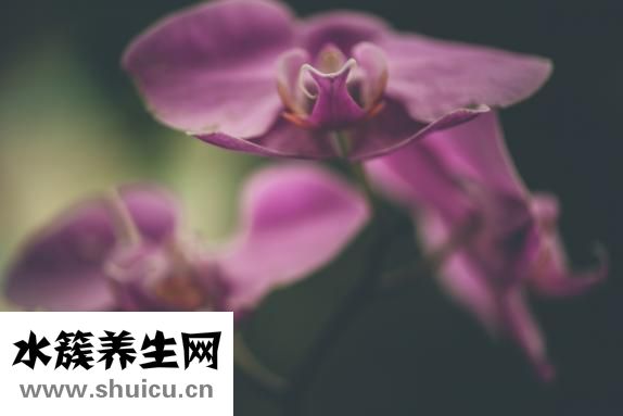 草木灰澆蘭花怎么用