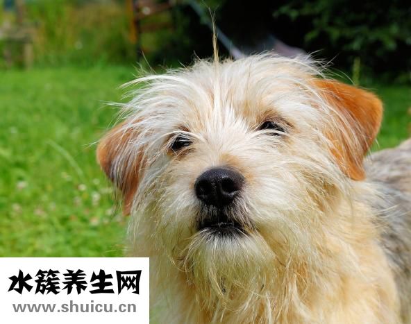 狗狗喘是怎么回事