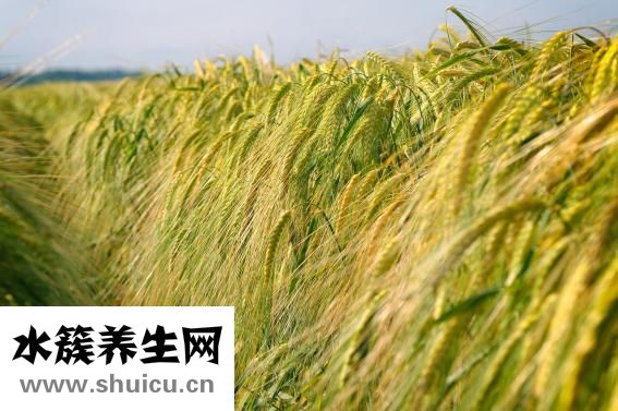 草木灰澆蘭花怎么用