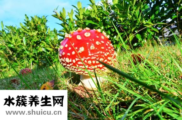 香菇轉色太淺怎么辦