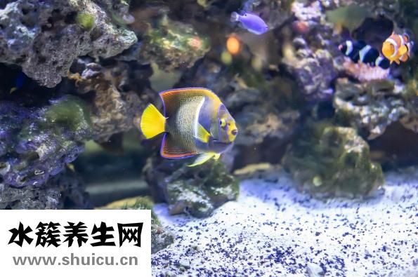 熱帶魚十間怎么養(yǎng)