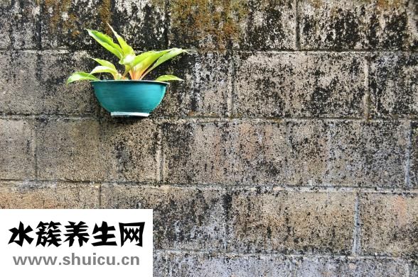 番茄玫瑰花怎么做