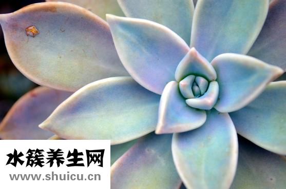 熱帶魚十間怎么養(yǎng)