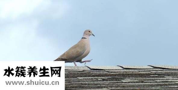 鳥自動喂食器怎么做