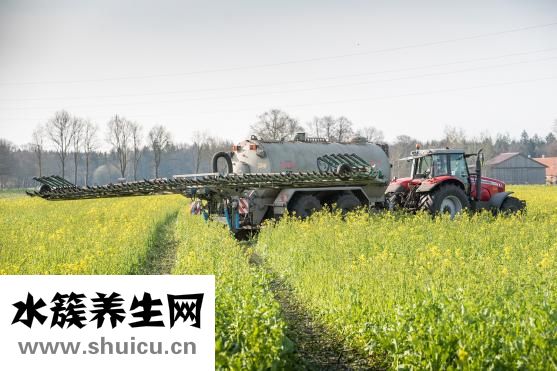 草木灰澆蘭花怎么用