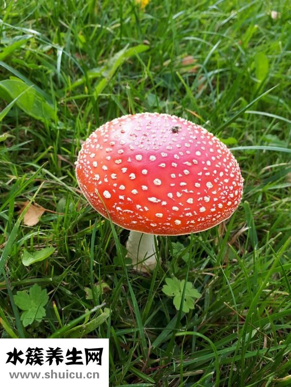 香菇轉色太淺怎么辦