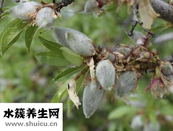 杏仁胎盤乳霜怎么用