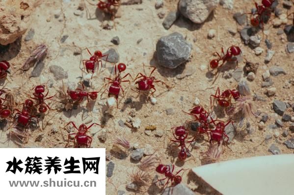 螞蟻新后怎么養