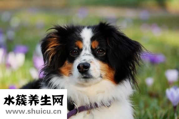 小狗真菌感染怎么治