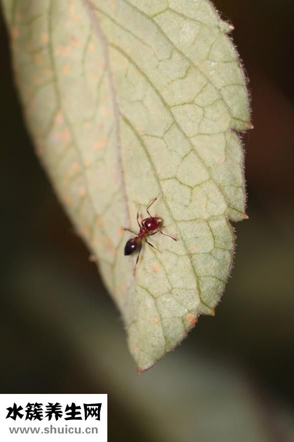 螞蟻蟻后怎么來的