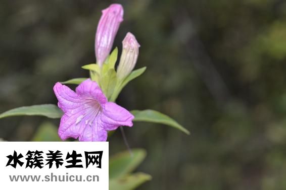 曬魚干下雨了怎么辦