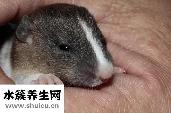 嬰兒銅錢癬怎么治療