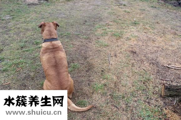 動態貓怎么設置