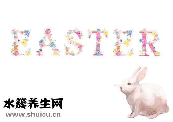 怎么和兔子玩耍