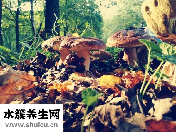 小狗真菌感染怎么治