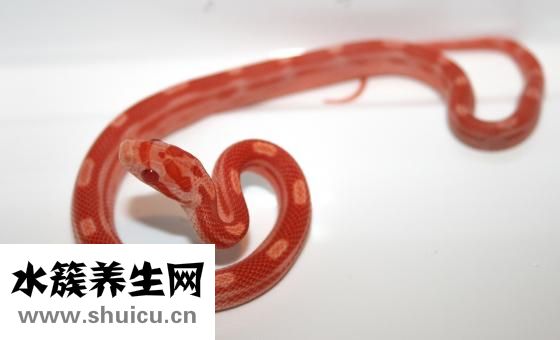 嬰兒腸痙攣怎么緩解