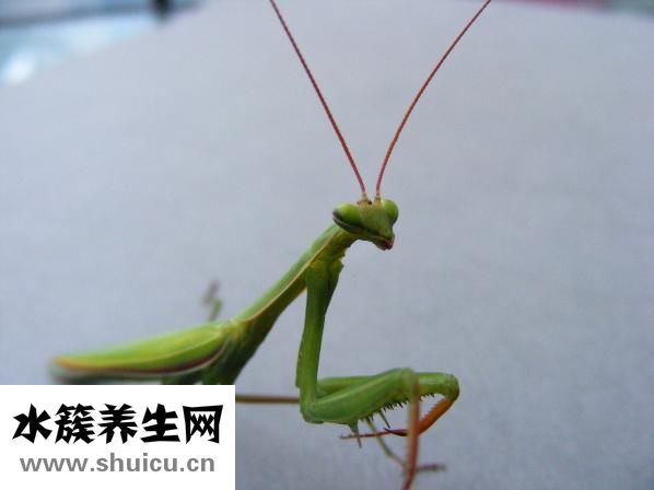 睫毛膏蒼蠅腿怎么辦