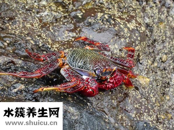 錢串子怎么消滅徹底