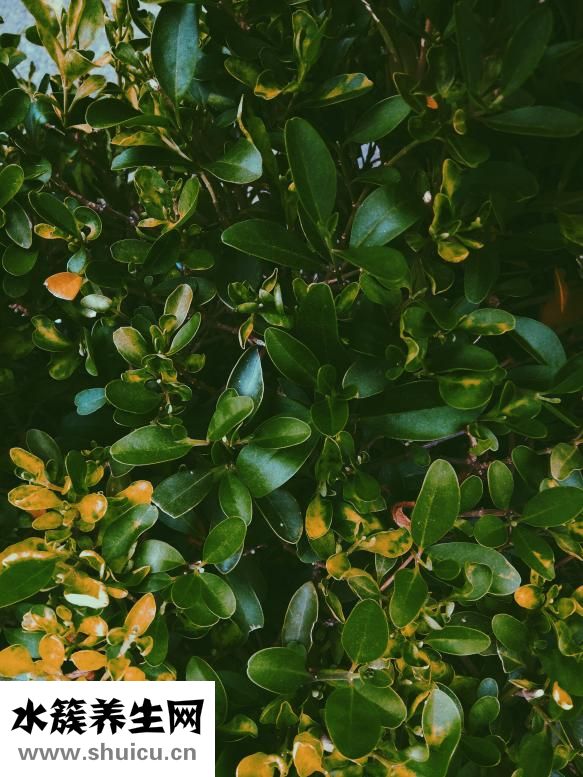 女孩胡子重怎么辦