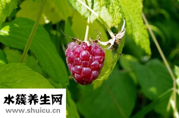 新鮮鴨血怎么煮