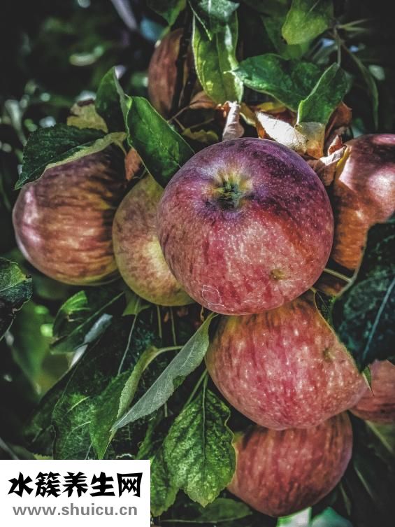 新鮮鴨血怎么煮